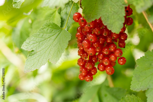 close up of red currant berries with blurred green leaves on background