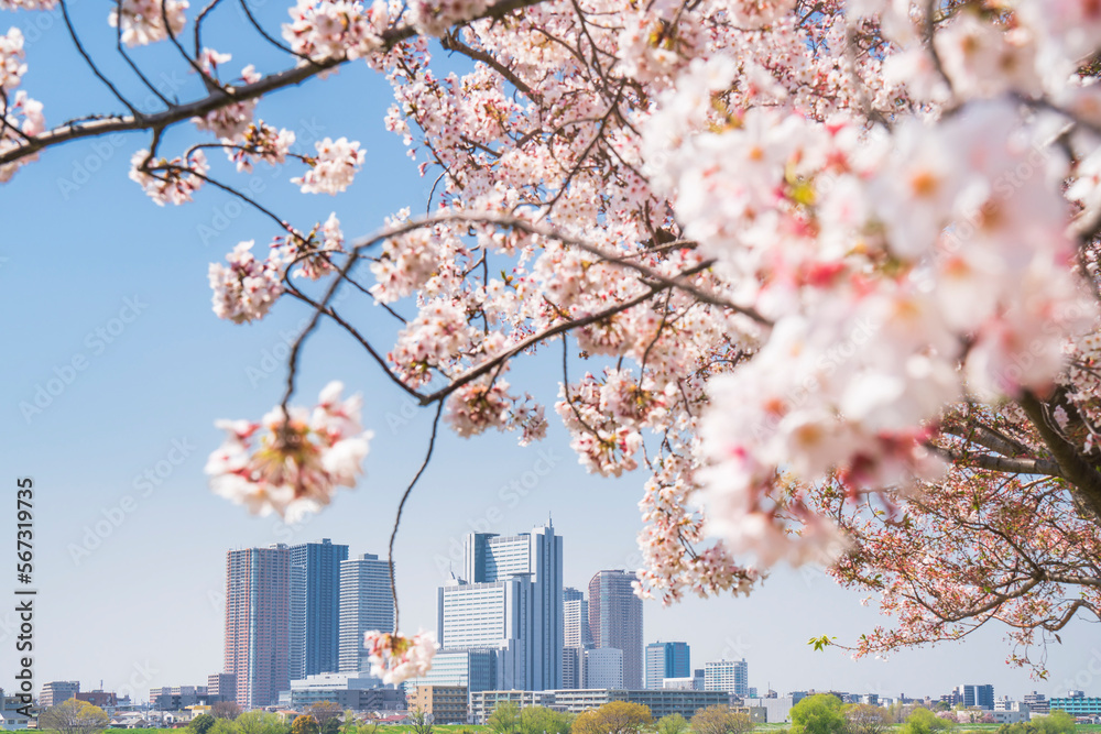 桜と武蔵小杉のタワーマンション群【神奈川県・川崎市】 Cherry blossom and MusashiKosugi tower