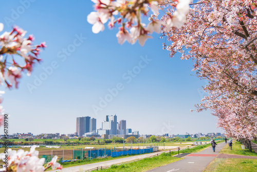 多摩川の桜並木と武蔵小杉のタワーマンション群【神奈川県・川崎市】　
Cherry blossom and Musashi-Kosugi tower condominiums - Kanagawa, Japan photo