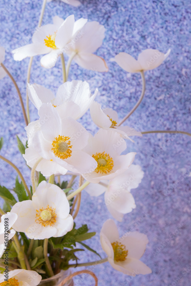 Obraz premium White anemones flowers still life greeting composition for spring, Mother's Day or March 8