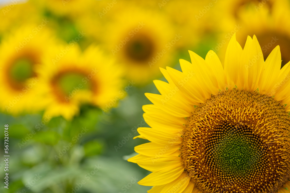 Fototapeta premium sunflower in the field