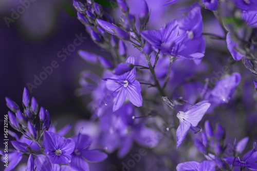 Beautiful blue floral background.