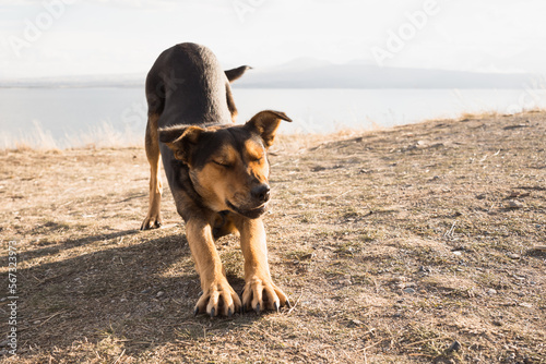 Fotografia Cute dog stretches on seacoast as if she is doing yoga pose