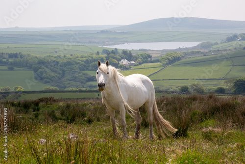 White wild pony on Bodmin moor cornwall england uk 