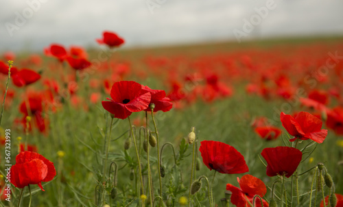 Fototapeta Naklejka Na Ścianę i Meble -  Poppy Field At Watchfield Near Swindon, Wiltshire