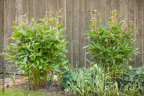 Fototapeta Naklejka Na Ścianę i Meble -  Peony support frame or cage, peonies growing in UK garden