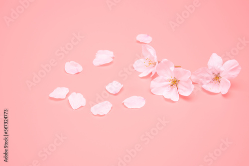 Cherry blossom isolated on pink background. sign of spring © Nikox2