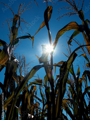 Close-up of Cornstalks with sun and blue sky in background. photo