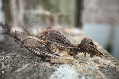 Skeleton of dead purple martin (Progne subis) bird, Crescent Beach, British Columbia, Canada photo