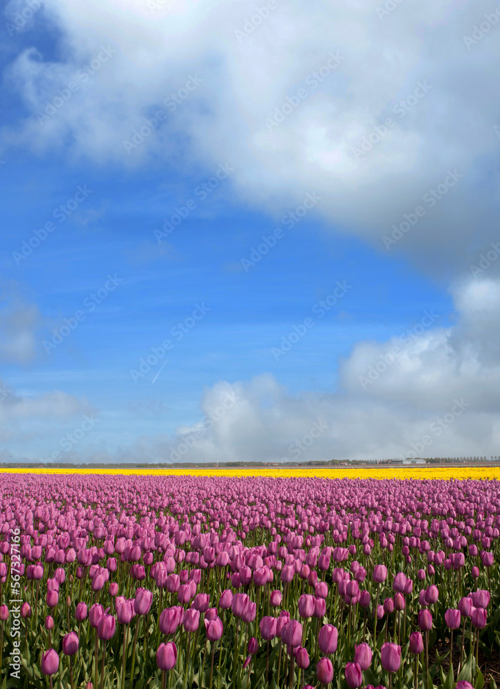 Spring. Tulip bulbs fields. Polder Netherlands. Noordoostpolder. 