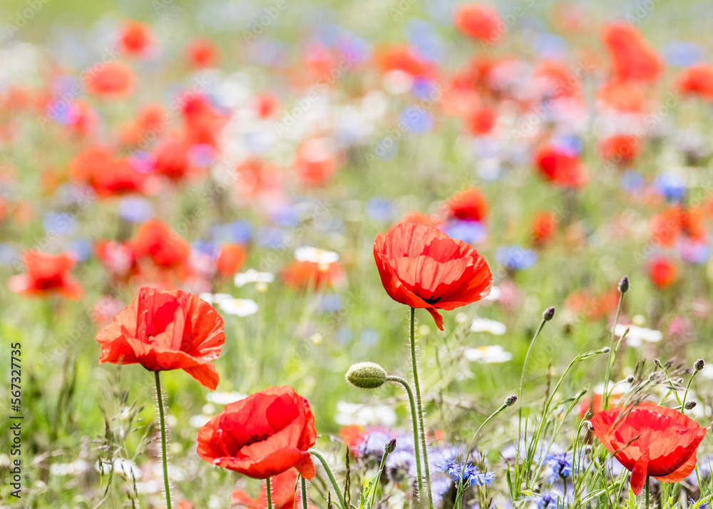 Obraz premium Field Of English Meadow Flowers & Poppies In Oxfordshire