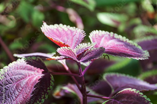 Close-up of coleus (Plectranthus scutellarioides) plant, Orinoco Delta, Venezuela photo