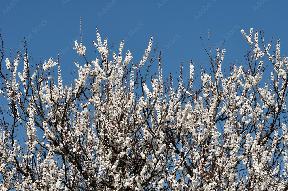  blooming apricot tree  on blue sky background