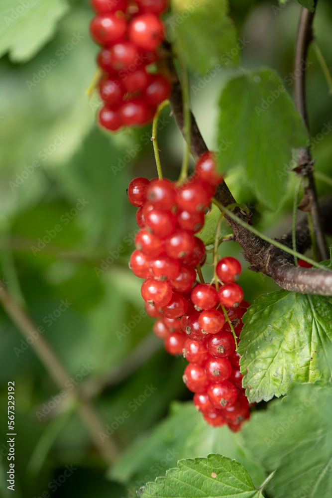 close up of red currant berries with blurred green leaves on background close up of red currant berries with blurred green leaves on background