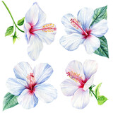 Watercolor hibiscus flower on a white background. Set of tropical flowers elements. Floral Botanical art