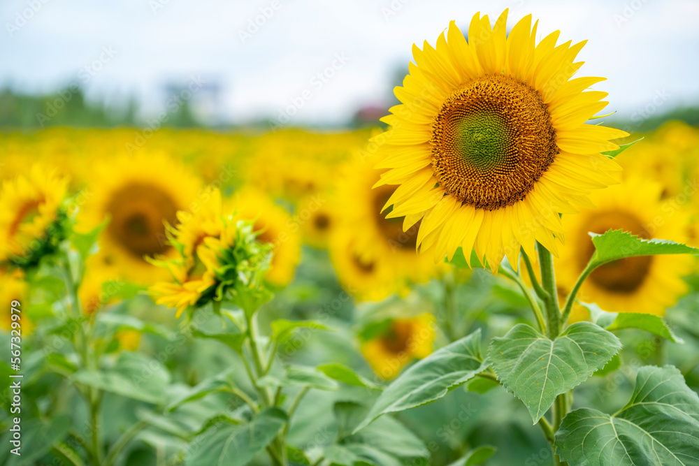 Sunflower in the foreground against a background of the sky and a field of sunflowers Sunflower in the foreground against a background of the sky and a field of sunflowers