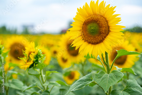 Sunflower in the foreground against a background of the sky and a field of sunflowers