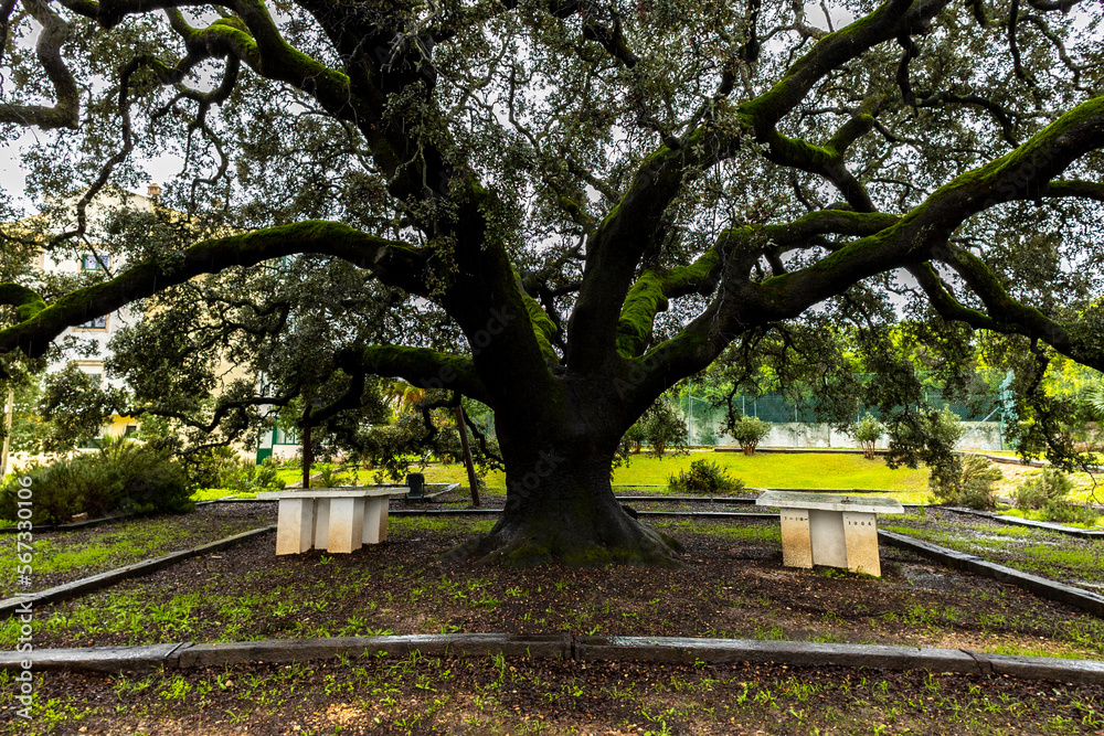 Large monumental preserved holm oak tree Large monumental preserved holm oak tree