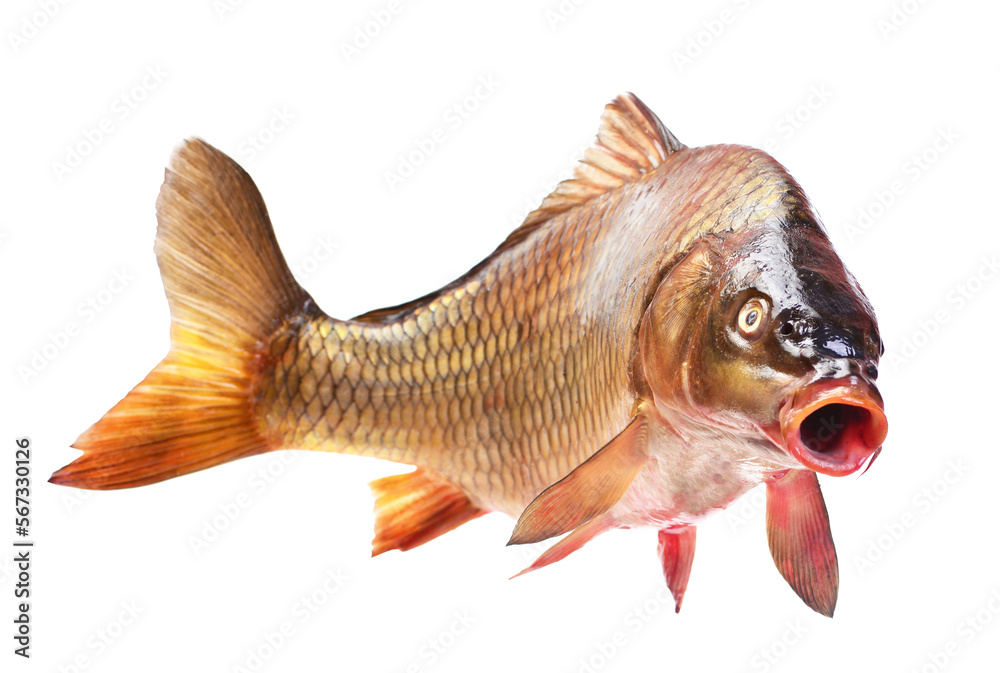 Obraz premium Fish carp isolated on white background