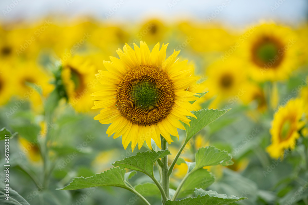 Sunflower in the foreground against a background of the sky and a field of sunflowers Sunflower in the foreground against a background of the sky and a field of sunflowers
