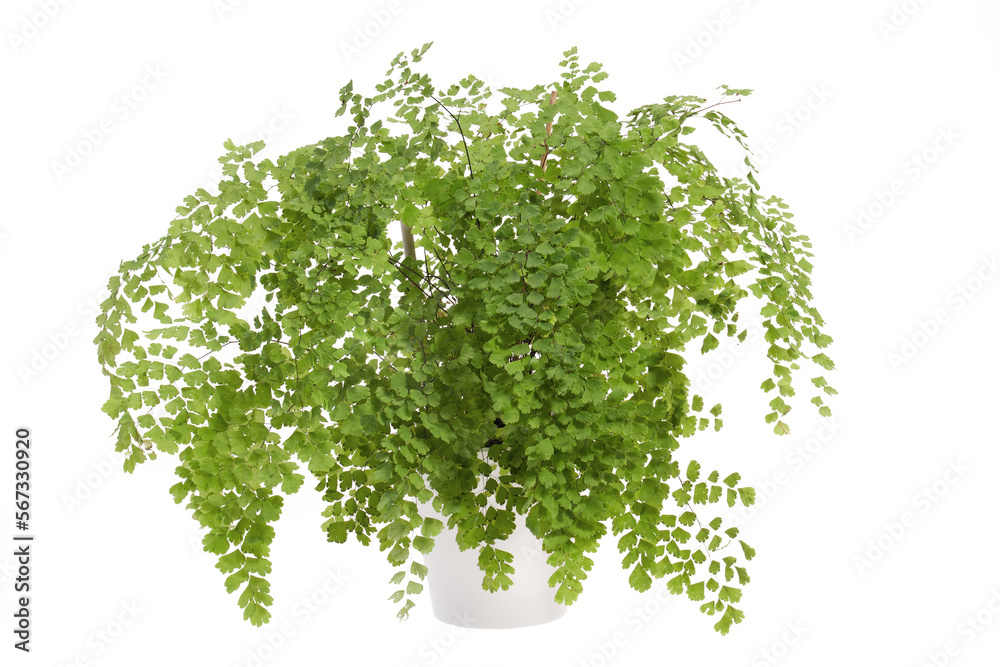Fototapeta premium Close-up of the lush potted Adiantum fern isolated 