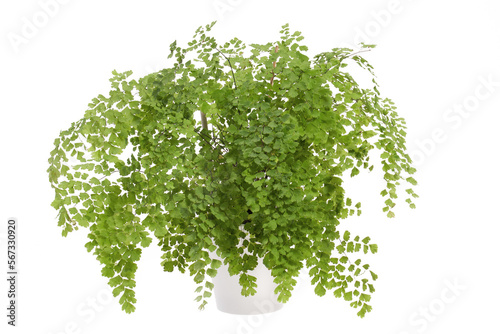 Close-up of the lush potted Adiantum fern isolated  photo