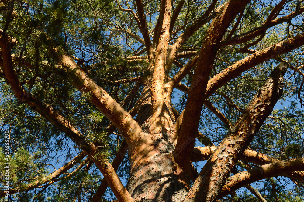 Fototapeta premium Bottom view of a branched trunk of a large old pine