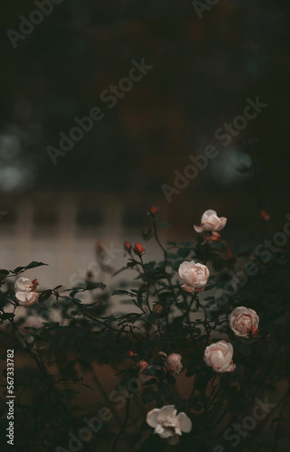 Moody rose garden, dark academia aesthetic