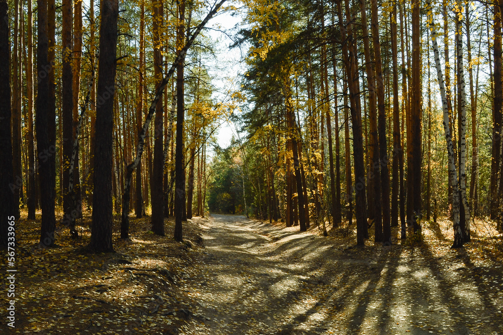 Fototapeta premium Shadows from the trees and sunlight fall on the path in the autumn forest