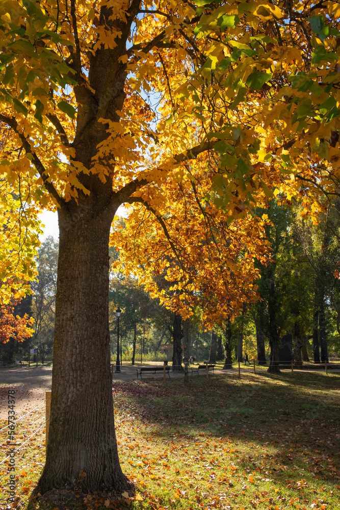 Naklejka premium Collection of Beautiful Colorful Autumn Leaves