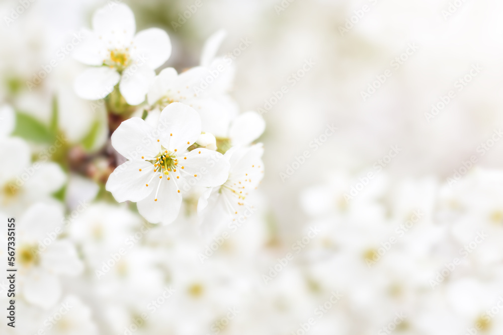White cherry flowers. Selective focus, bokeh and blur. Copyspace White cherry flowers. Selective focus, bokeh and blur. Copyspace
