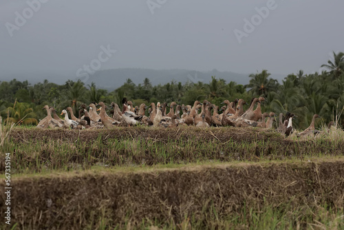 A group of Indian runner ducks are looking for food in the rice fields. This animal  which is often cultivated for its eggs and meat  has the scientific name Anas platyrhynchos domesticus.