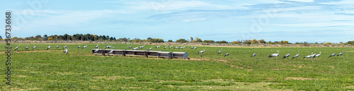 Large flock of Blue Cranes at Kleiheuwel near Struisbaai photo