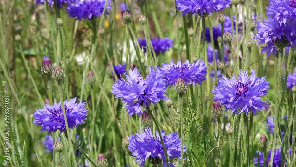 Blue Cornflowers in the flower field in summer Blue Cornflowers in the flower field in summer