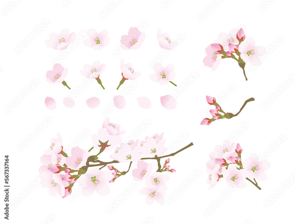 ひと房の桜と背景無しの花と花びらの素材セット 