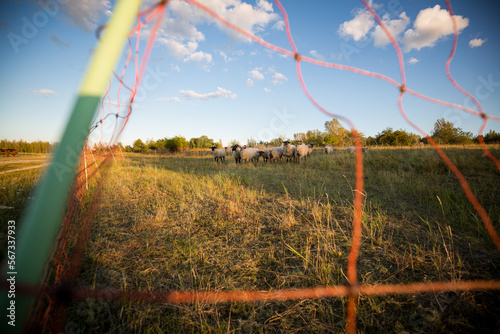 Weideland mit Schafen hinter dem Zaun, fotografiert aus der Froschperspektive