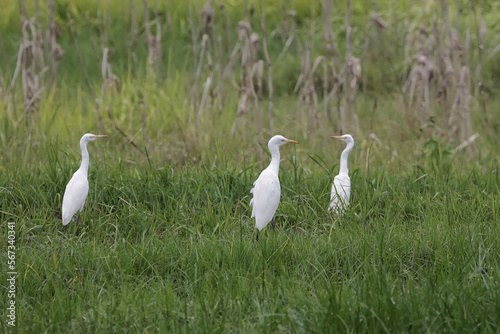A group of Javan pond-herons are looking for food in a rice field that has just been harvested. This bird has the scientific name Ardeola speciosa.