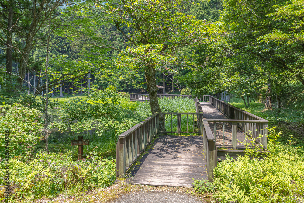 Fototapeta premium 山梨県南アルプス市 菖蒲池