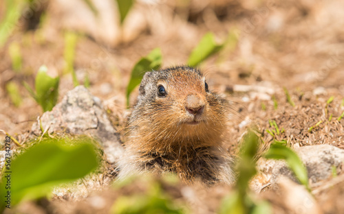 Front view of a ground squirrel between plants in Revelstoke National park, Canada © Dirk