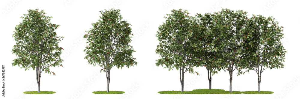 Nature and tropical forest concept. Rowan tree isolated on transparent background. 3d rendering illustration. PNG format	
