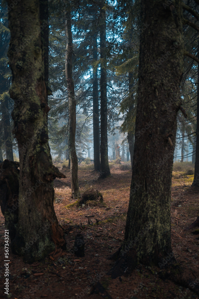 tree in the forest, fog, morning, moss on a tree, mountain forest tree in the forest, fog, morning, moss on a tree, mountain forest