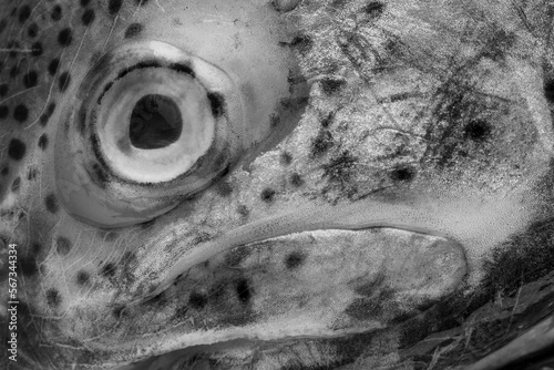 Abstract black and white background with fish head