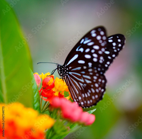 black-white butterfly on flower © Stefan