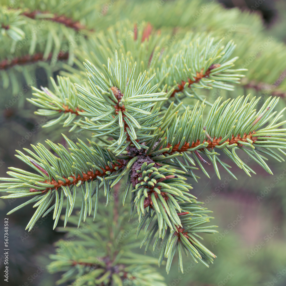 Evergreen pine or spruce twigs in close-up