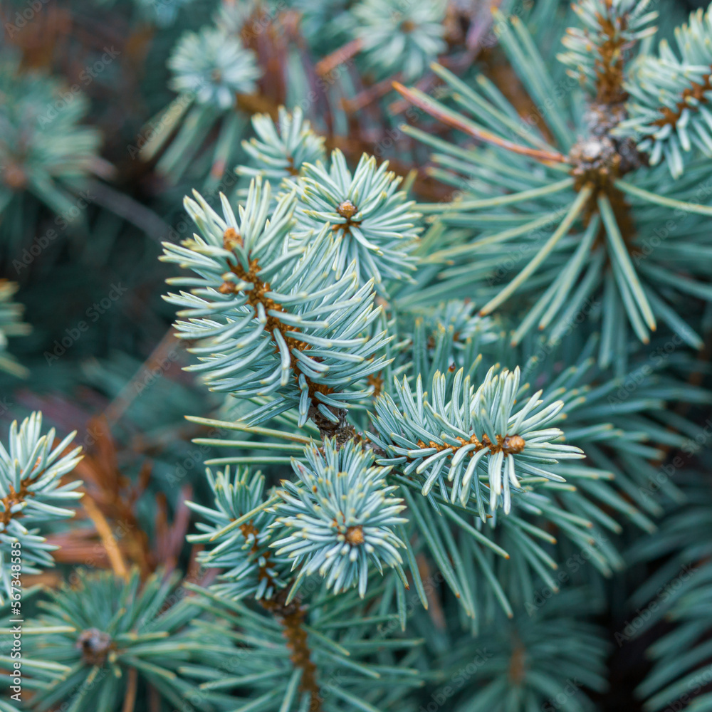 Evergreen pine or spruce twigs in close-up