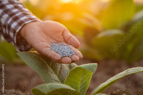 Fotografie Farmer working in the field of tobacco tree