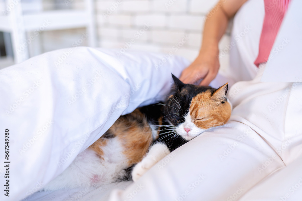 Young beautiful cat lover woman reading book on bed cat sleep on her leg Young beautiful cat lover woman reading book on bed cat sleep on her leg