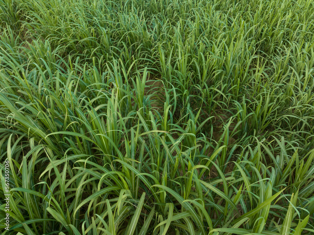 Aerial view of sugarcane plants growing at field Aerial view of sugarcane plants growing at field