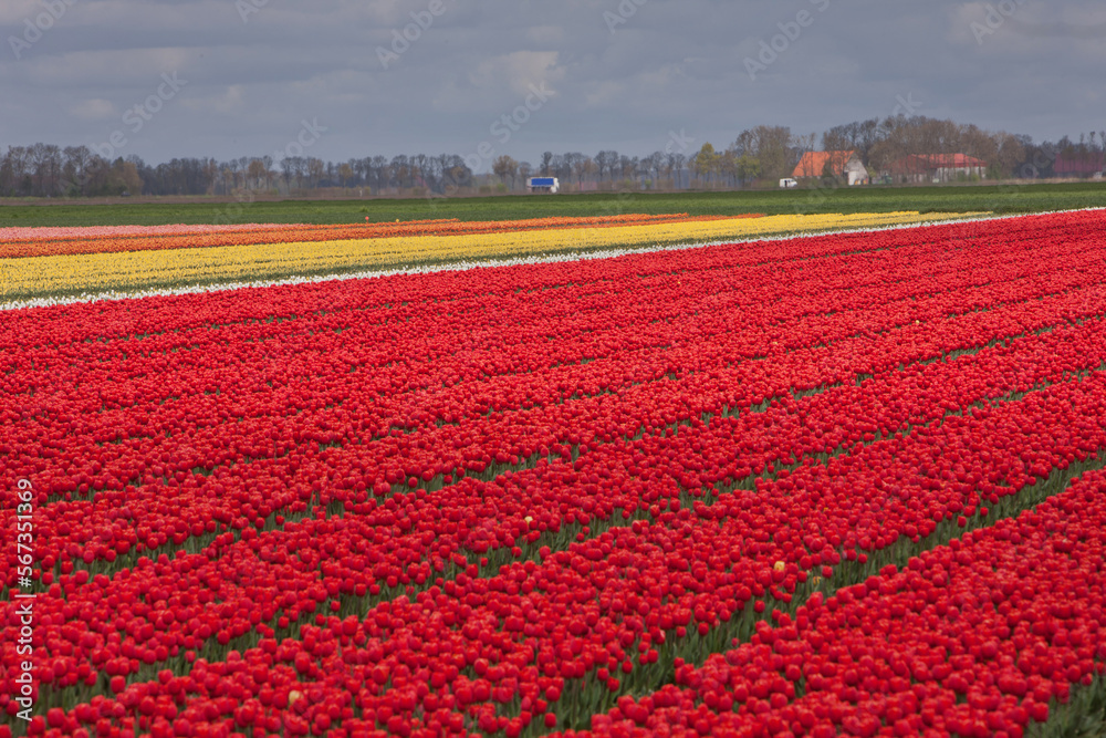 Spring. Field of tulips Netherlands.
