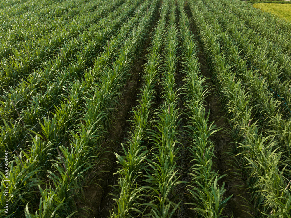 Aerial view of sugarcane plants growing at field